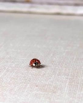 32K views · 181 reactions | They're 'everywhere'  | Yorkshire Live | Facebook