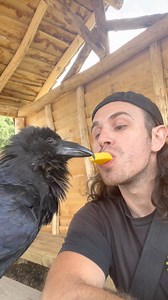 This cheeky Raven loves to wind up his owner! 😂 | Lovimals