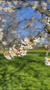 24 reactions · 8 comments | The color Golden Yellow is a vibrant, warm hue that exudes energy and optimism. This radiant shade is often associated with sunshine, happiness, and enlightenment. Golden Yellow has its origins in the natural world, where it can be seen in fields of sunflowers and the golden hour of sunset. | Lucky Charm | Facebook