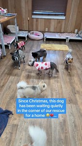 Freddy’s Christmas wish was to find a home🎄💔… Yet it’s almost February, and he has had no adoption interest. Freddy is around 10 years old, weighs about 10 lbs, and is as sweet as pie. He is not a morning dog, loves to be hand fed, and is a very quiet old man who needs a calm, gentle home. Freddy loves nothing more than rolling around in blankets here at the ranch. If you aren’t looking to adopt but want to help Freddy find his forever home, please share, like, or comment on this video. Every 