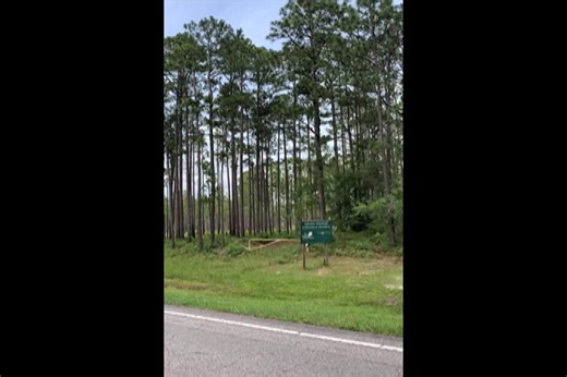 9.3K views · 64 reactions | See the Green Swamp Preserve in Brunswick County | StarNews | Facebook