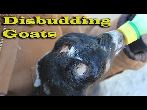 How we Disbud - Dehorn our Dairy Goats