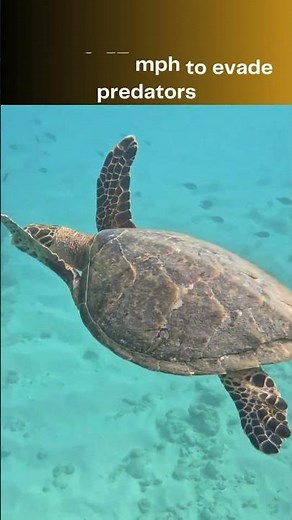 Top 10 Fastest Turtles You Won't Believe Can Move This Fast!