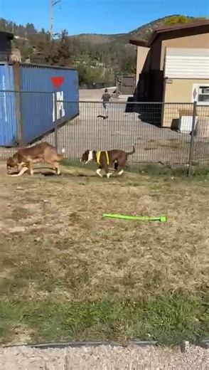 1.6K views · 72 reactions | Professor X & Zazu are both fun loving dogos! | Humane Society of Lincoln County, Ruidoso, NM | Facebook