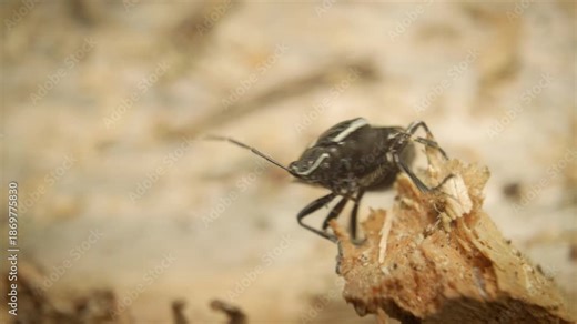 A shield bug (Eurydema oleracea), also known as the rape bug, crucifer shield bug, or cabbage bug.