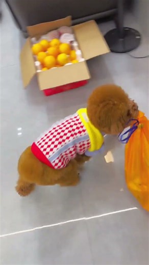 Do you have such a cute and sensible puppy at home? So heartwarming!