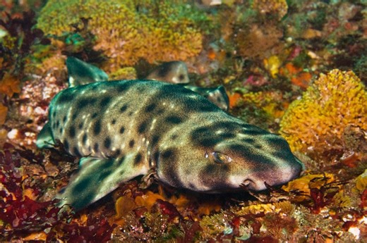 Si schiude un uovo di squalo, ma non c’è nessun maschio nell’acquario: com’è possibile?