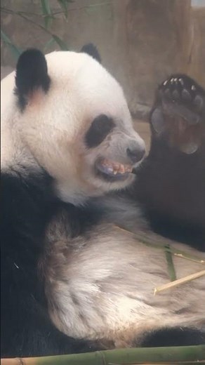 "Bless you" - Panda's Huge Cute Sneeze while Snacking