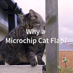 25K views · 384 reactions | Time to upgrade your cat flap?  | Sure Petcare | Facebook