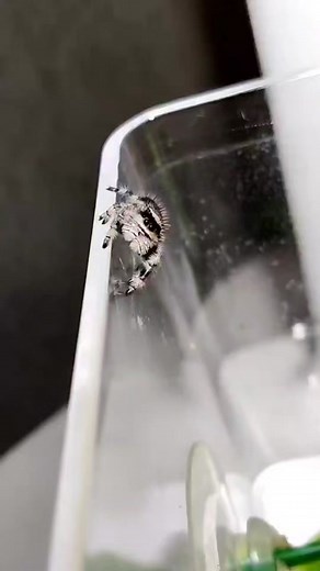 Polkadot's new face #animalfacts #jumpingspider #glowup #fyp