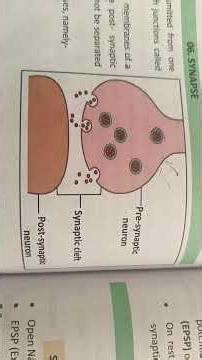 Transmission of impulse across a chemical synapse and electrical synapse.