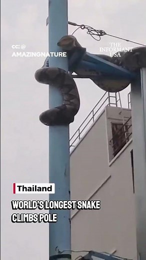 World’s Longest Snake Climbs Pole in Thailand 🐍🇹🇭