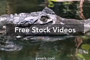 Crocodile Swimming Videos, Download The BEST Free 4k Stock Video Footage & Crocodile Swimming HD Video Clips