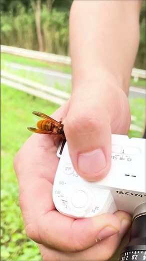 What to Do When a Hornet Approaches: Stay Calm!