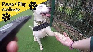 13K views · 251 reactions | Our rehoming centres have been busy...