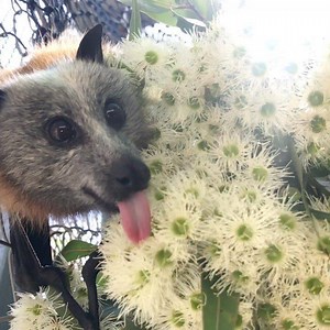 15K views · 382 reactions | It’s #FRUITBATFRIDAY Flying-foxes (a...