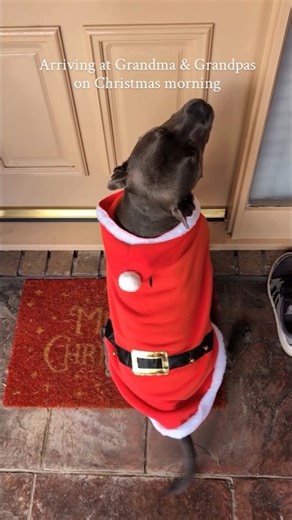 Grandma Got Run Over By A Staffy 😂🐾