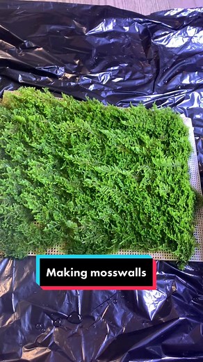 Creating a Stunning Moss Wall Aquarium: How-To Guide