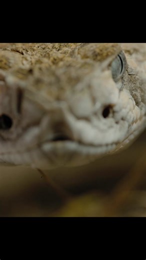 Fascinating Snake Documentary: Explore Nature's Wonders