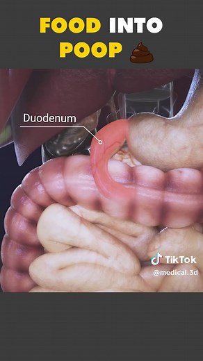 How Food Is Converted Into Poop Inside Human Body 💩 #digestivesystem #digestion #humandigestivesystem #foodintopoop #poop #stomach #largeintestine #smallintestine #digestionoffood #medical3danimation #3dmedicalanimation
