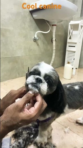 Shih Tzu Face Haircut Grooming at Home | Cute Dog Transformation ✂️🐶 | Cool canine