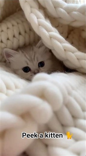 Kittens Pop out and snuggle again. #shorts #youtubeshorts #kitten