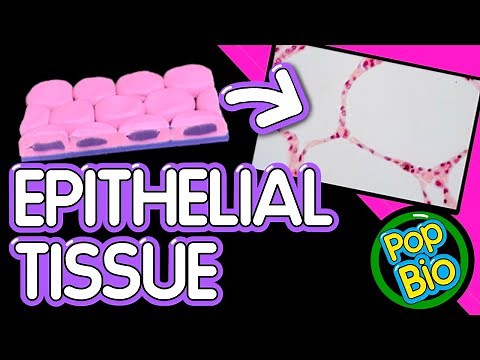 Easily Identify Epithelial Tissue Histology