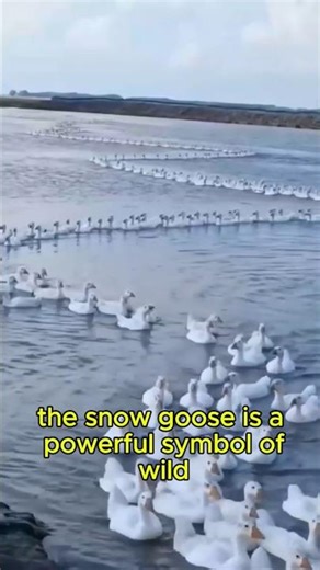 See the Amazing Snow Goose Migration!