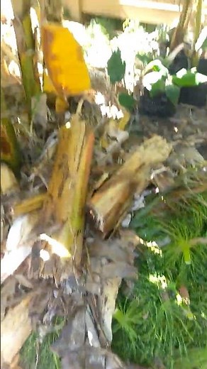 Easiest way to make compost tea