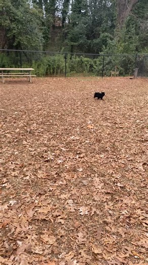 Adorable Puppy Enjoying Leaves at 4 Months