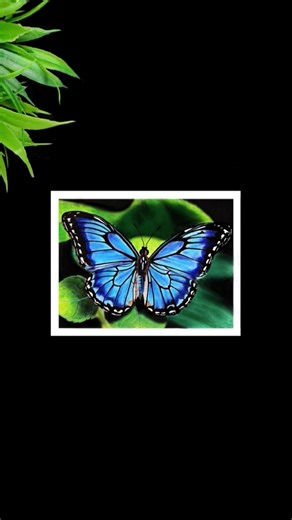 Butterfly drawing with oil pastels #shorts