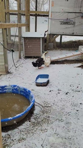 Howard and Mighty refuse to go for a walk in the snow 😂