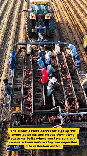 Sweet Potato Harvest: From Field to Crate