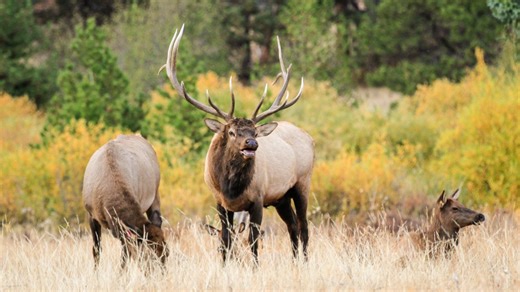 RMNP begins closures for elk rut season