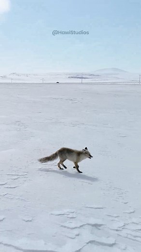 12K views · 245 reactions | Artic Fox Running on Snow #fox #nature #wildlife #arctic #snow #running #mountains #polar HA10913 | HAWI Studios | Facebook