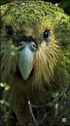Kakapo – The World's Heaviest Parrot That Cannot Fly 🦜 / animal world