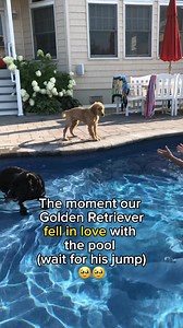 The happiest hops. #dogswimming #poolday #swimmies #goldenpuppy | Hudsonbegood