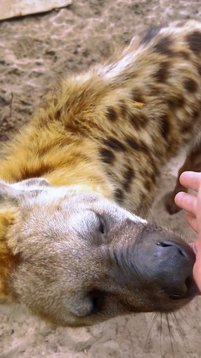 Hyena Sniff Inspection with ASMR Sounds