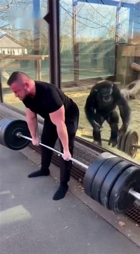 HUMAN vs CHIMP! Strength Test Fail! 💪🐵 인간 vs 침팬지! 힘 대결 대굴욕!