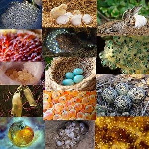 Animaux ovipares : caractéristiques et types qui existent ▷➡️ Postposmo