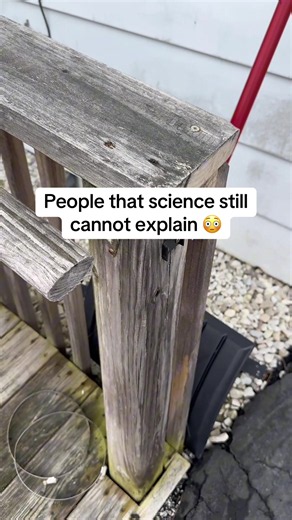 People That Science Still Cannot Explain — Stephen Wiltshire