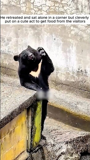 This new bear begging for food and then...