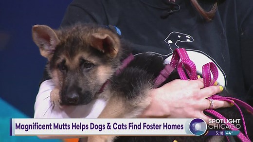 Magnificent Mutts Helps Dogs & Cats Find Foster Homes