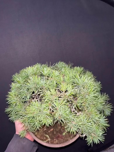 White pine | Nick Sebesta