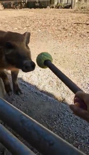 BOOP ❤🐽🐷 Moreso than her brothers, Blossom the red river hog piglet has been showing particular interest in training! Check out her awesome progress target training with her keepers. Target training is one of the first behaviors that our care teams work on, as it's a great foundation for future behaviors that can lead to volunary veterinary care and ongoing wellness. 🎥: Keeper Kayla | Blank Park Zoo