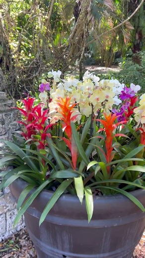 Spot the iguana challenge and other beautiful flowers at Fairchild Tropical Botanical Garden