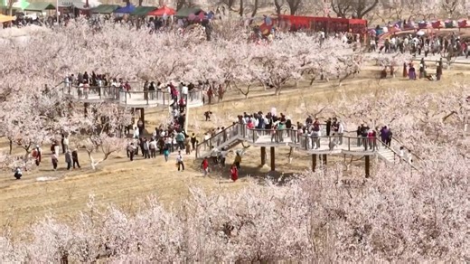 Spring blossoms, vibrant experiences captivate tourists nationwide