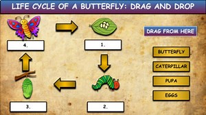 Life Cycle Of A Butterfly: Drag & Drop Worksheet:Google Slides. Powerpoint