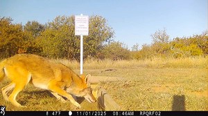 Coyote breeding season is about to begin in Texas. Coyotes are considered monogamous❤️, with pairs remaining together for several years, although not necessarily for life. ❤️Breeding is mid-January to early March 📅Gestation is about 64 days 🐺After the pups are born, the male will bring food to the female, but she won't let him in the den 🏡At 2-3 months of age, the den gets pretty tight and pups start spending their time outside #rollingplains #quail #predator #coyote | Rolling Plains Quail Re