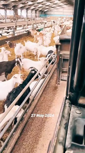 Pregnant Dairy Goats for Sale in Kenya